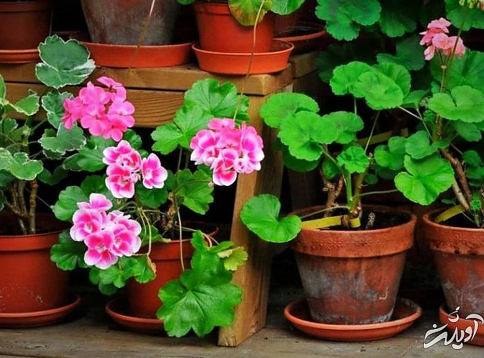 گل های شمعدانی گل شمعدانی